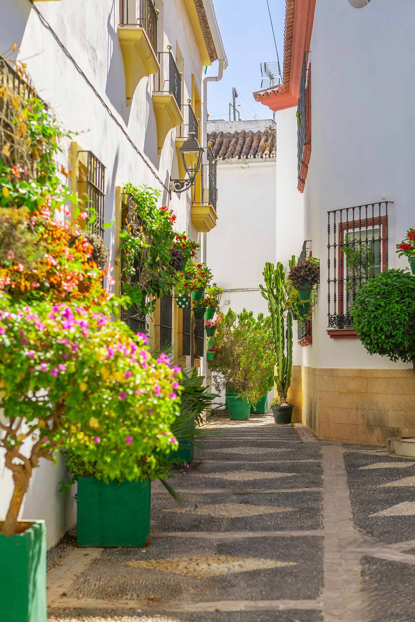 Calle estrecha con plantas en el centro histórico de Estepona.