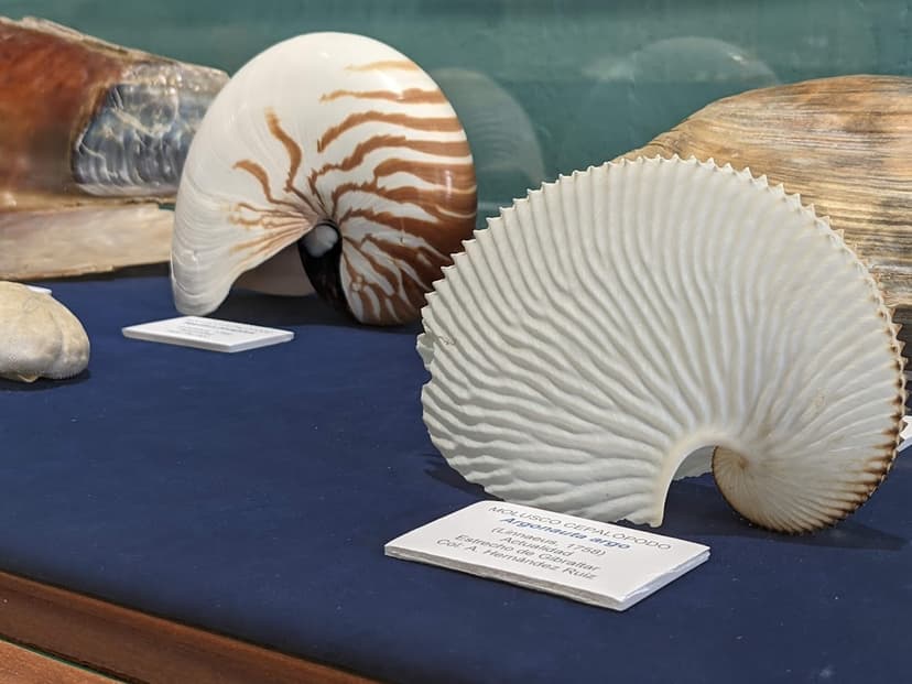 Museo Paleontológico