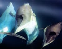Delfines del Estrecho de Gibraltar desde Estepona