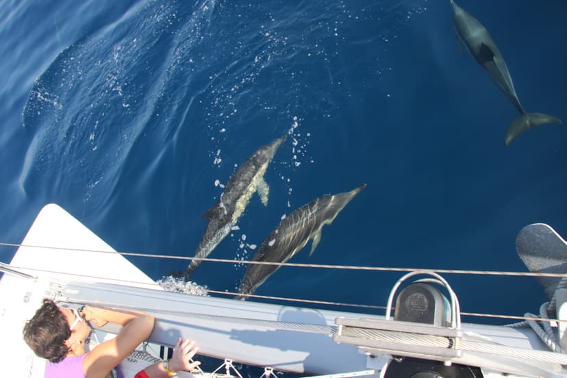 Paseo en catamarán a vela