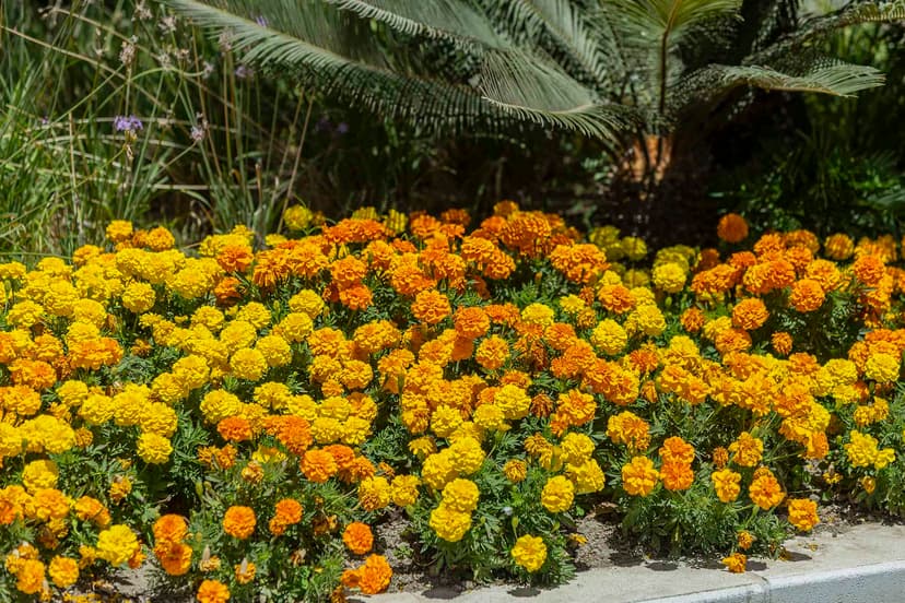 Detalle de caléndulas en los jardines del Bulevar de Estepona.