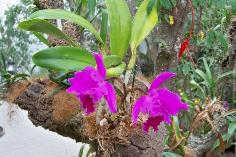 Colección botánica del Orquidario, Estepona