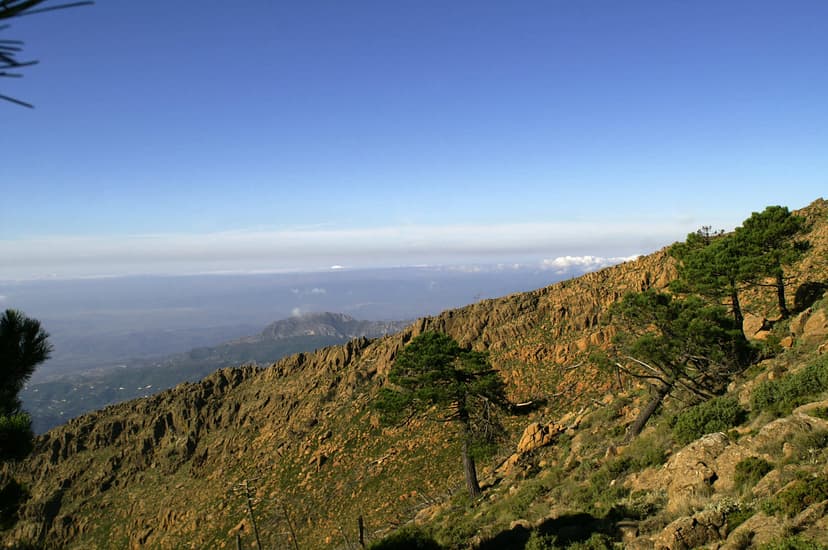 Sierra Bermeja — bosque de pinsapos en la ladera