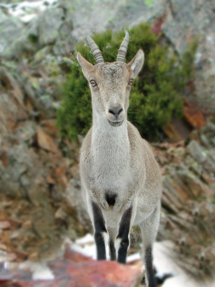 Cabra montesa en Sierra Bermeja — fauna salvaje de la sierra