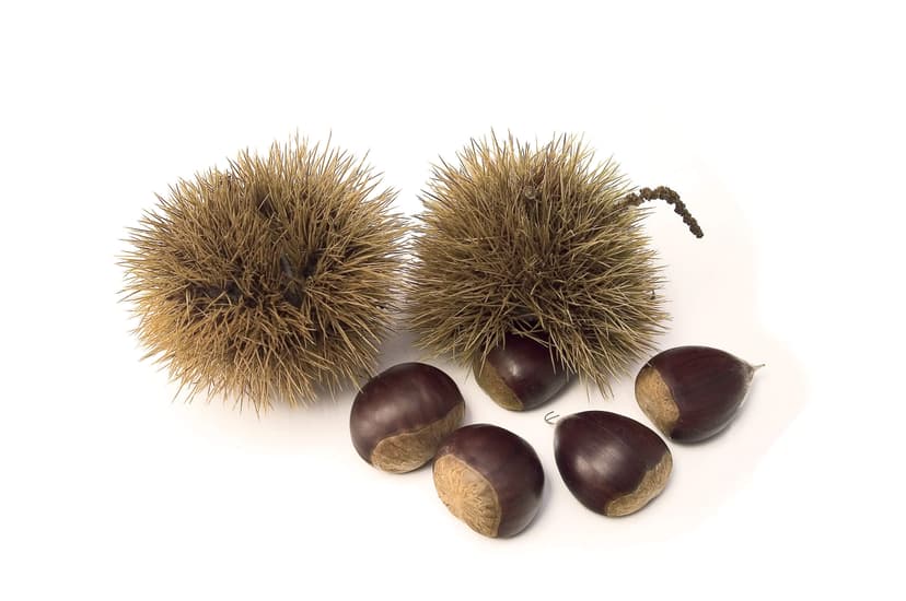 Castaños en Sierra Bermeja — otoño en la sierra de Estepona