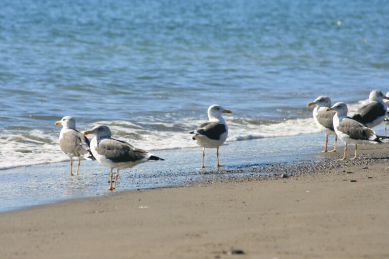 Playa de El Saladillo — gaviotas en la orilla, litoral natural de Estepona